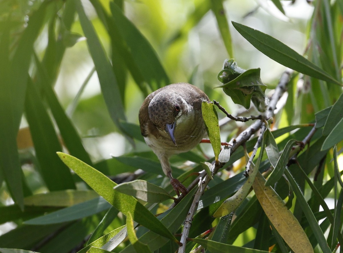 Brown-backed Honeyeater - ML623423285