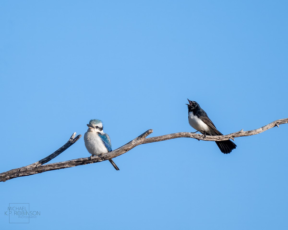 Red-backed Kingfisher - ML623423319