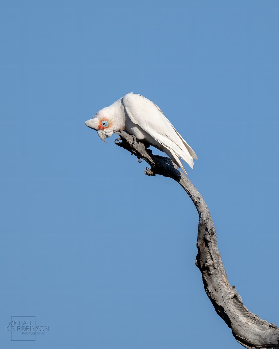 Long-billed Corella - ML623423324