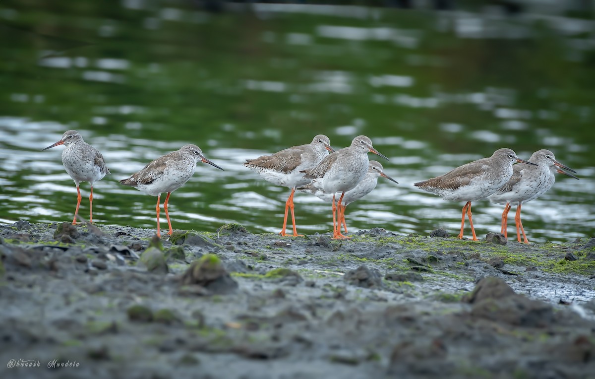 Common Redshank - ML623423326