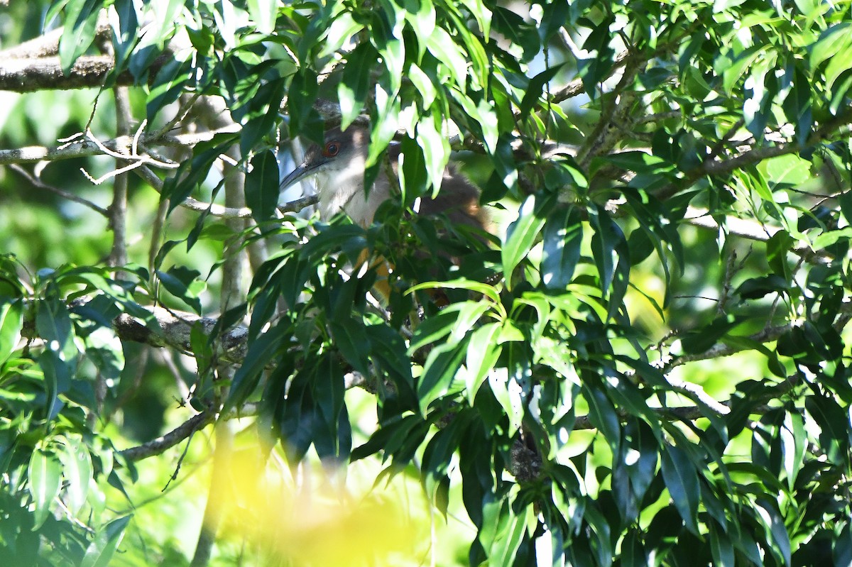 Great Lizard-Cuckoo - ML623423327