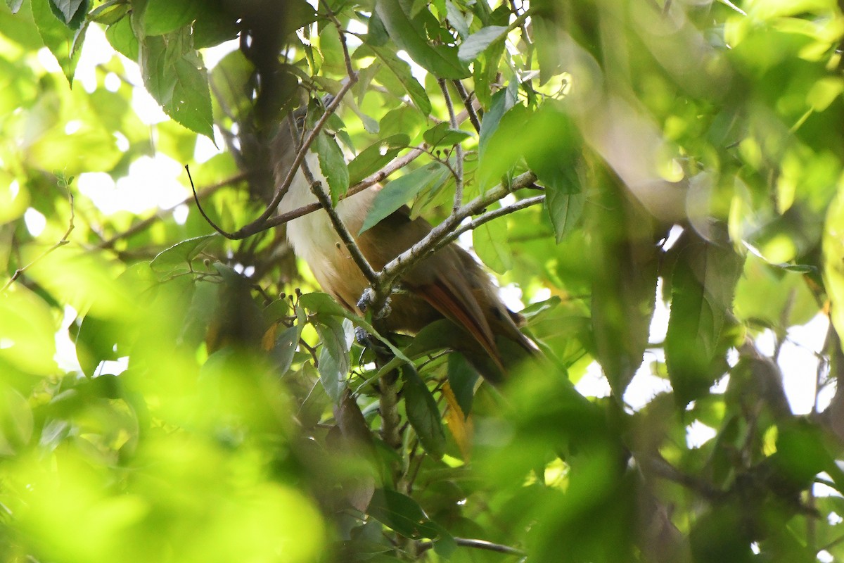 Great Lizard-Cuckoo - ML623423328