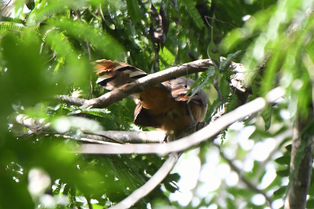 Great Lizard-Cuckoo - ML623423329