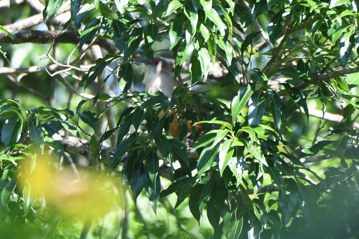 Great Lizard-Cuckoo - Mário Estevens