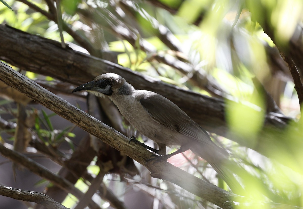 Little Friarbird - ML623423340