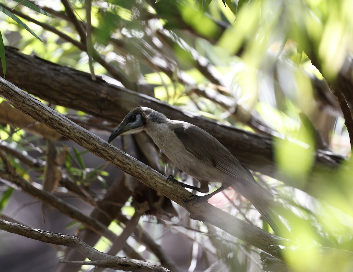 Little Friarbird - ML623423341