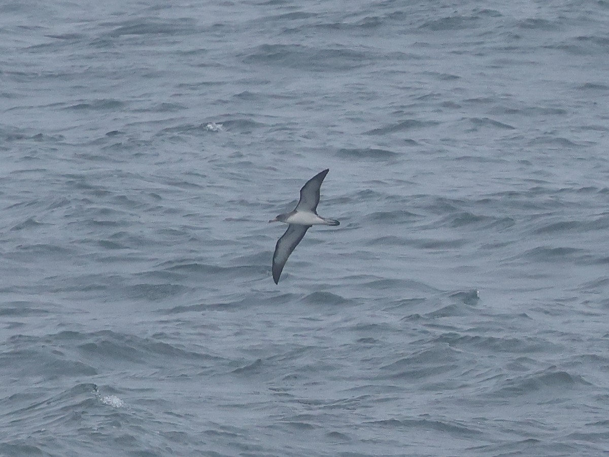 Cory's/Scopoli's Shearwater - ML623423342