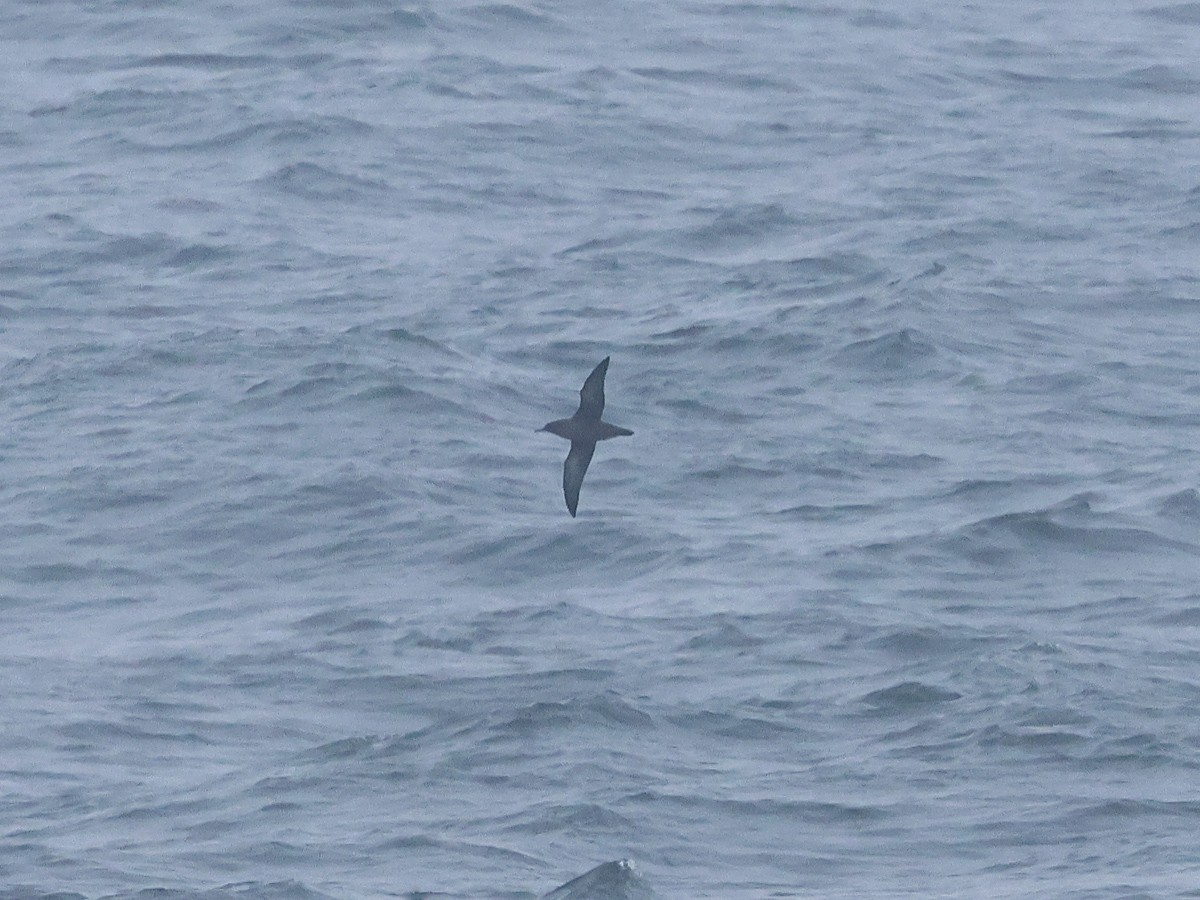 Sooty Shearwater - ML623423343