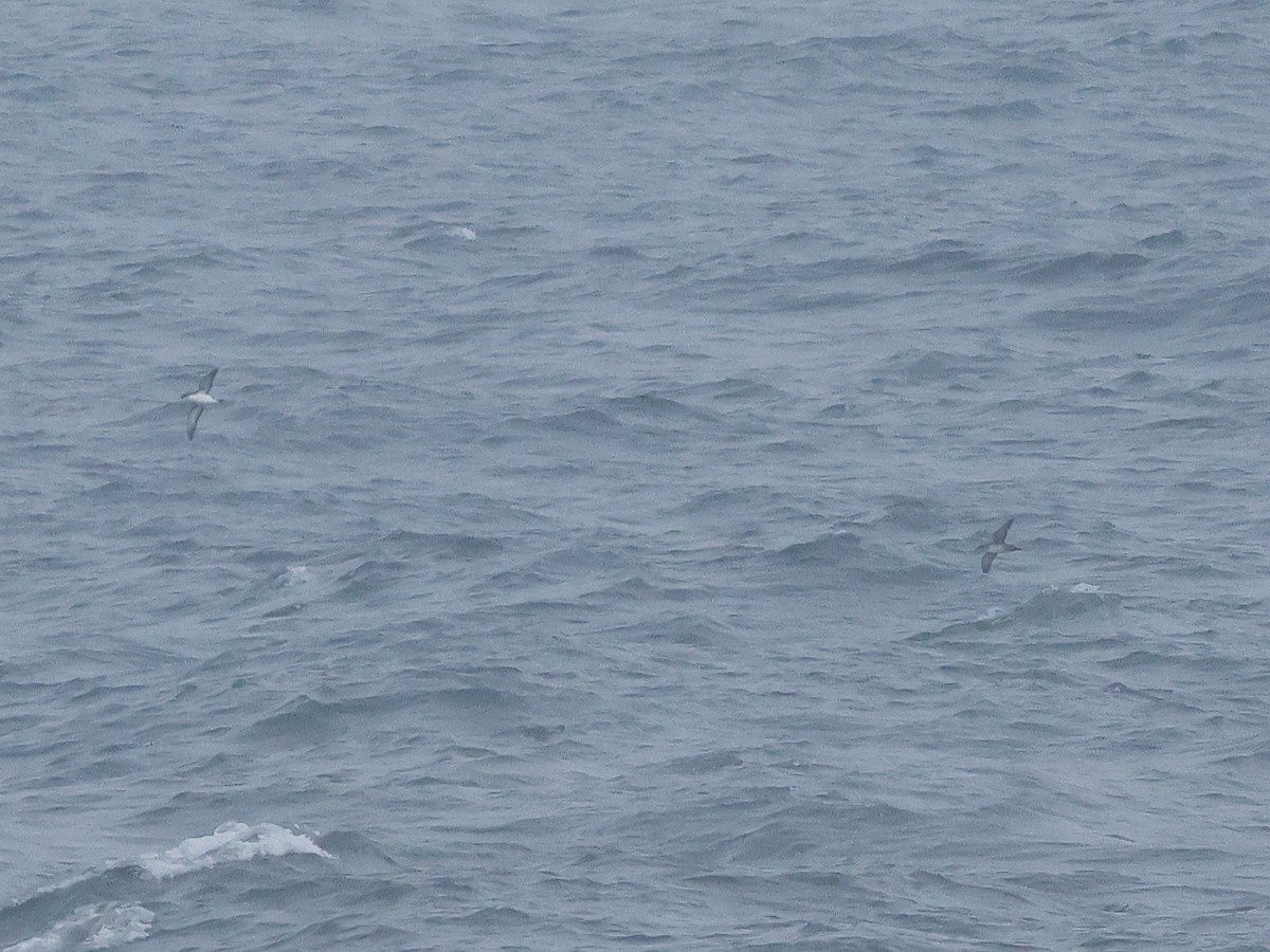 Balearic Shearwater - ML623423345