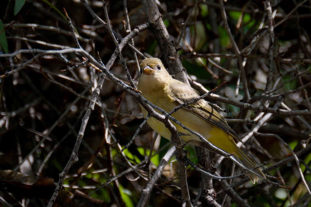 Western Tanager - ML623423348