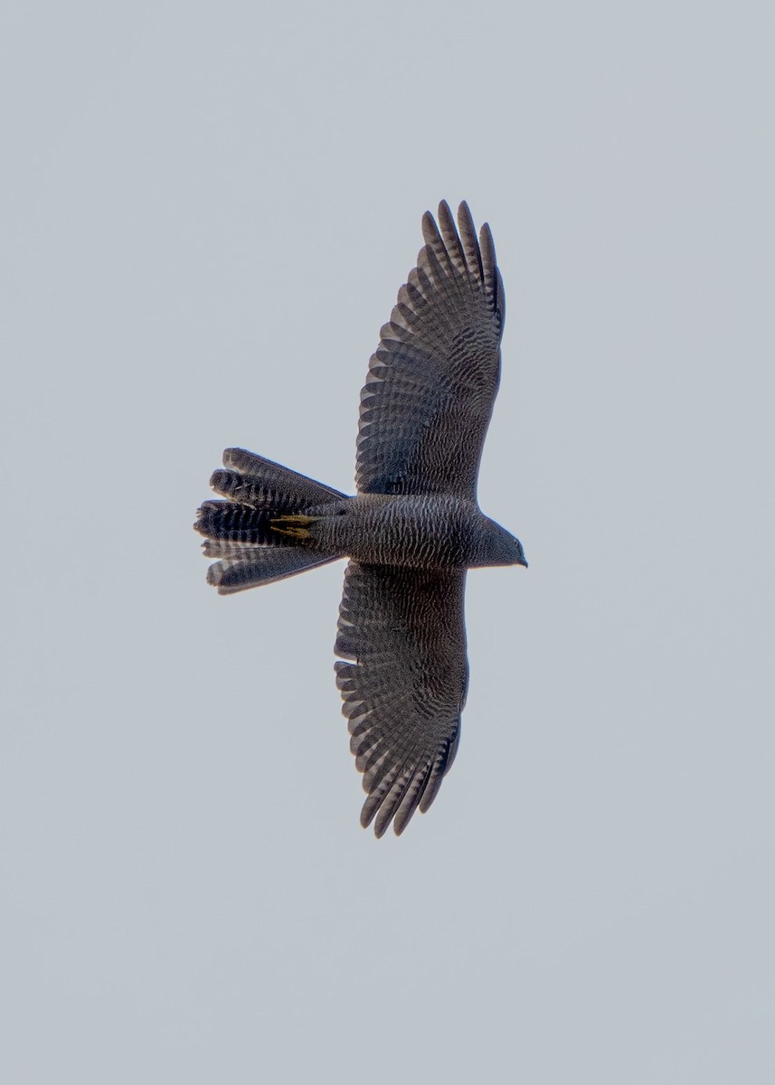 Brown Goshawk - ML623423365