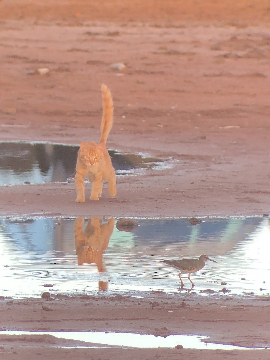 Wandering Tattler - ML623423396