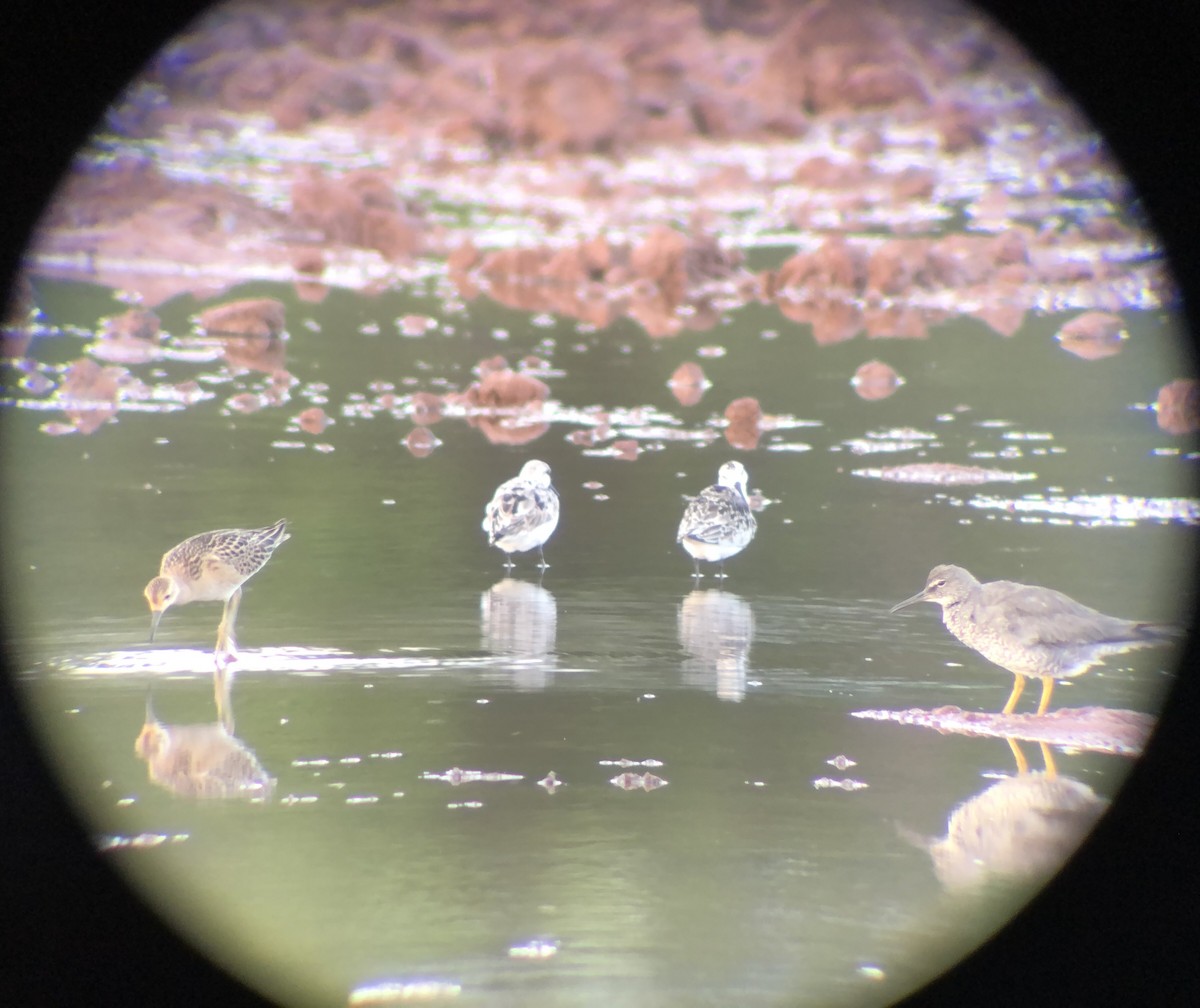 Wandering Tattler - ML623423399