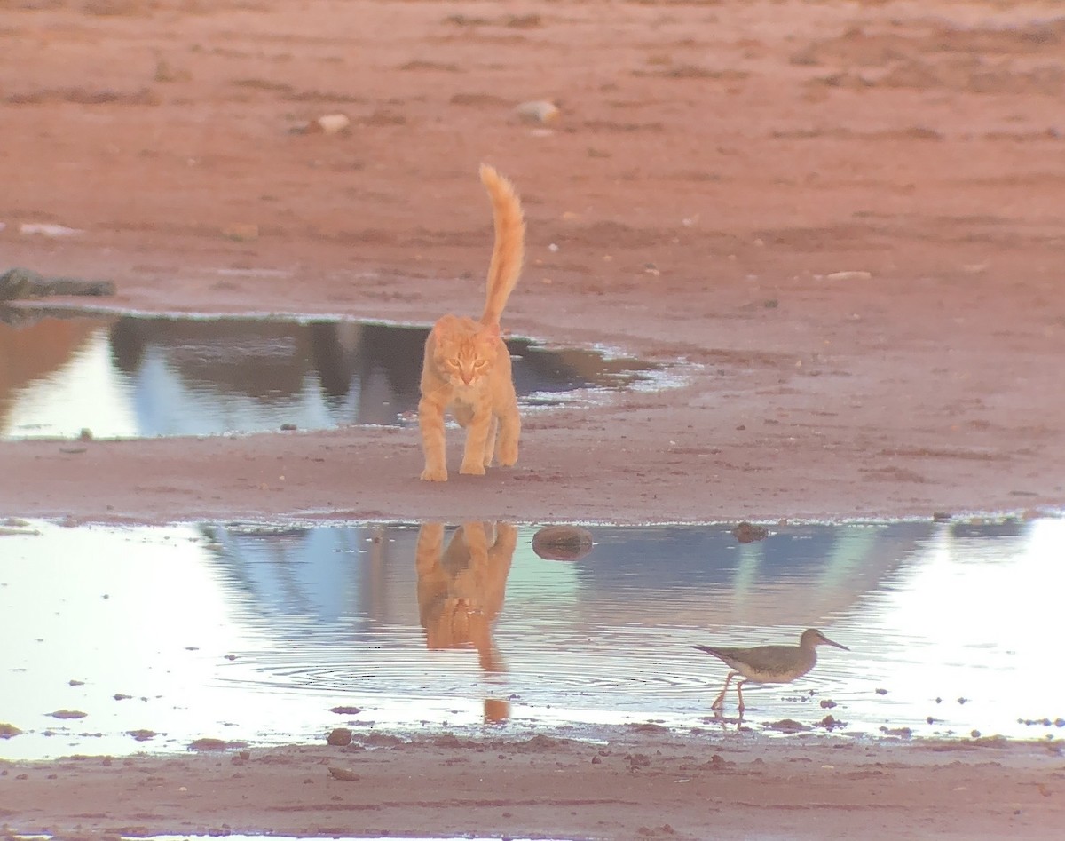 Wandering Tattler - ML623423400