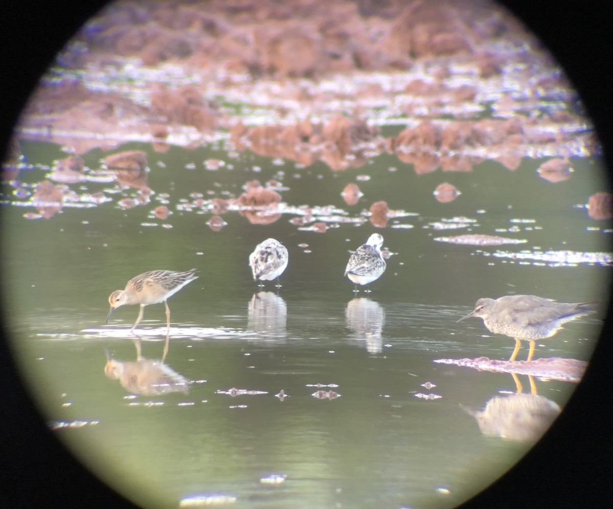 Wandering Tattler - ML623423402