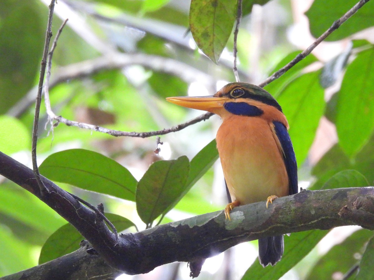 Rufous-collared Kingfisher - ML623423407