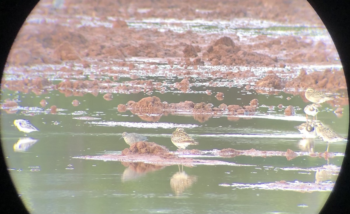 Ruddy Turnstone - ML623423435