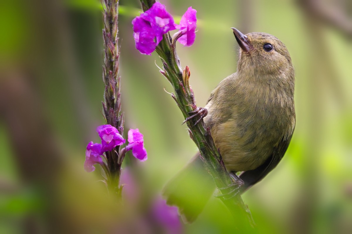 Slaty Flowerpiercer - ML623423492