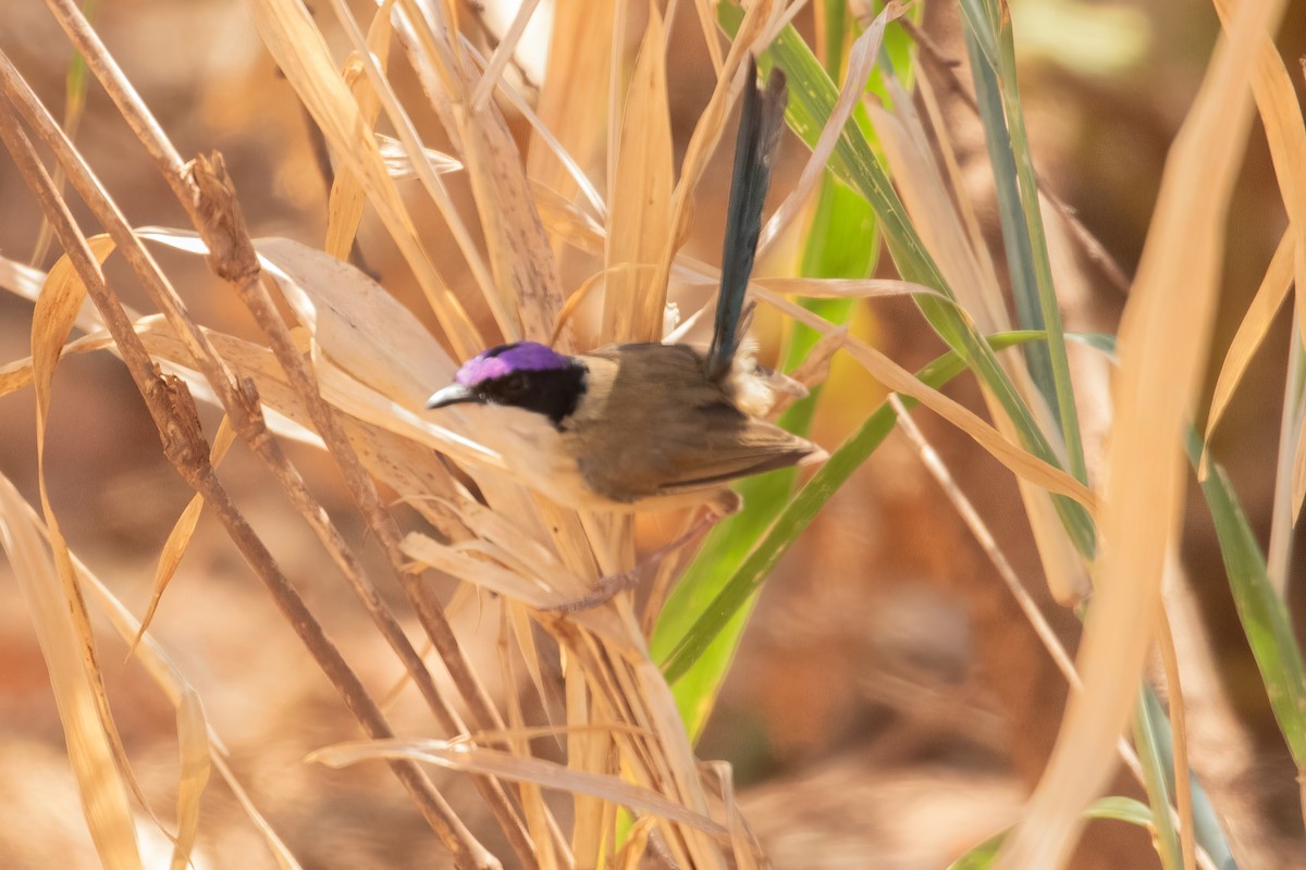 Purple-crowned Fairywren - ML623423507