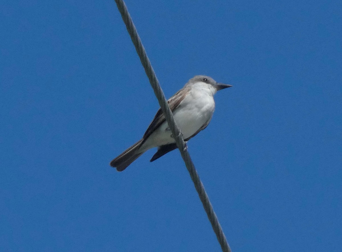 Gray Kingbird - ML623423527