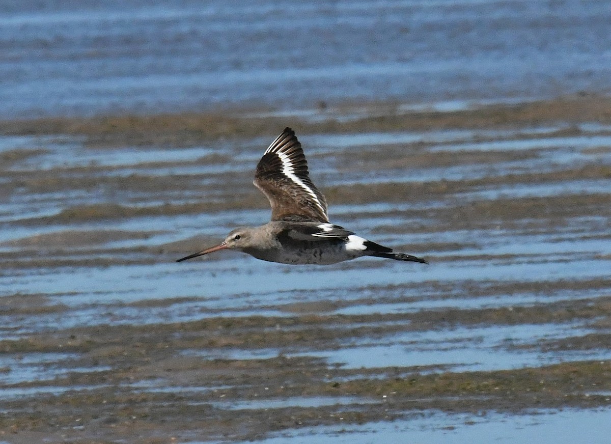 Black-tailed Godwit - ML623423594