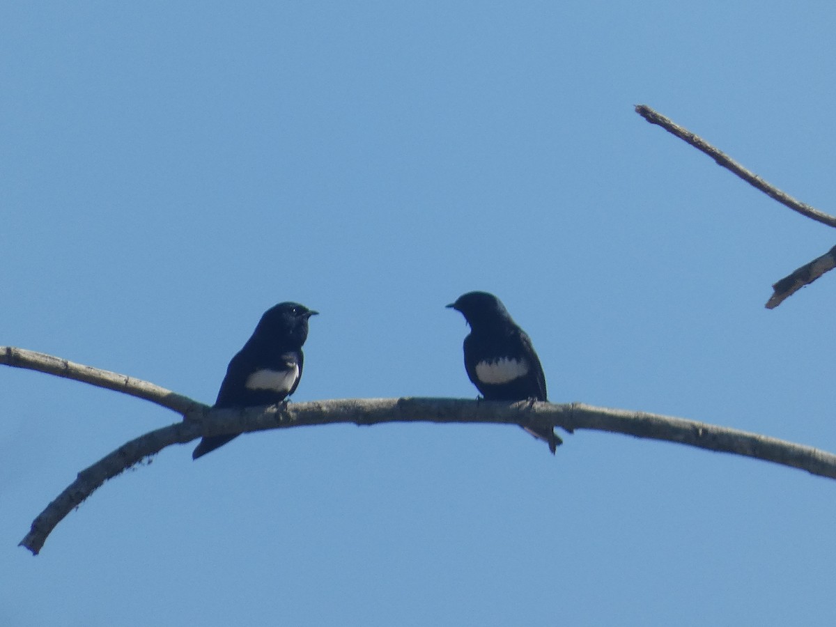 White-banded Swallow - ML623423596