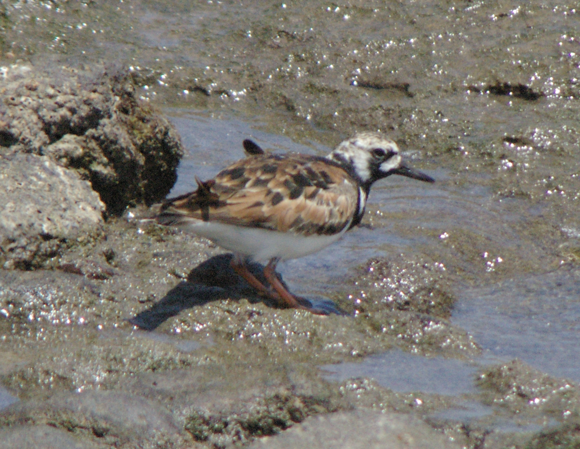 Ruddy Turnstone - Angel Curbelo