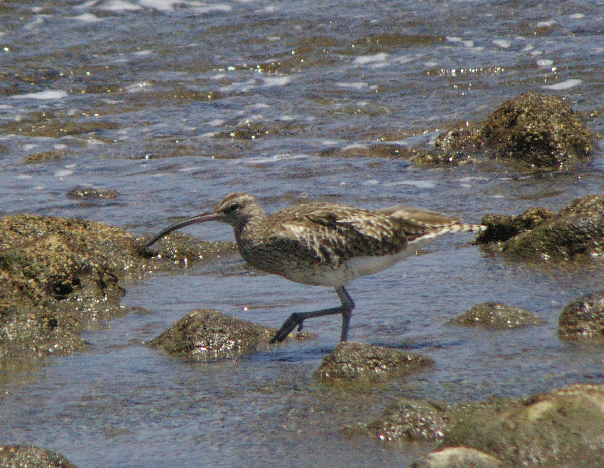 Whimbrel - Angel Curbelo