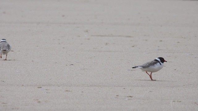 Hooded Plover - ML623423653