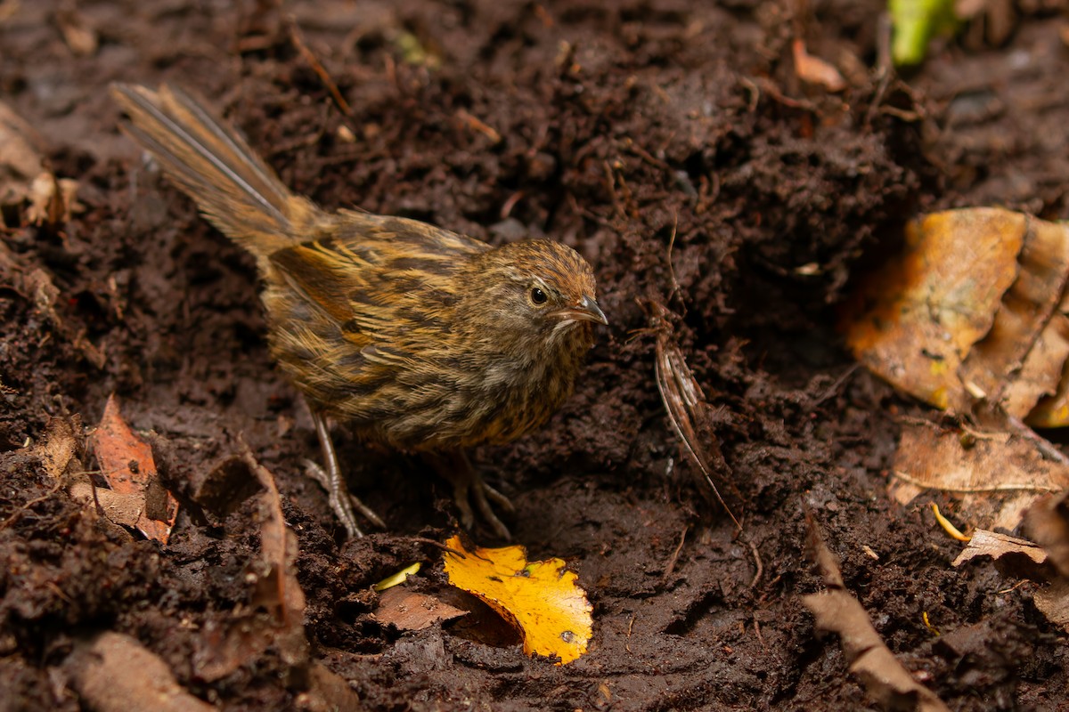 New Zealand Fernbird - Bradley Shields