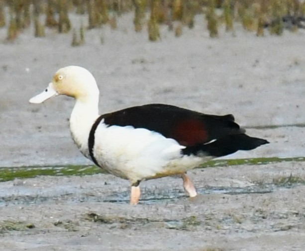 Radjah Shelduck - ML623423670