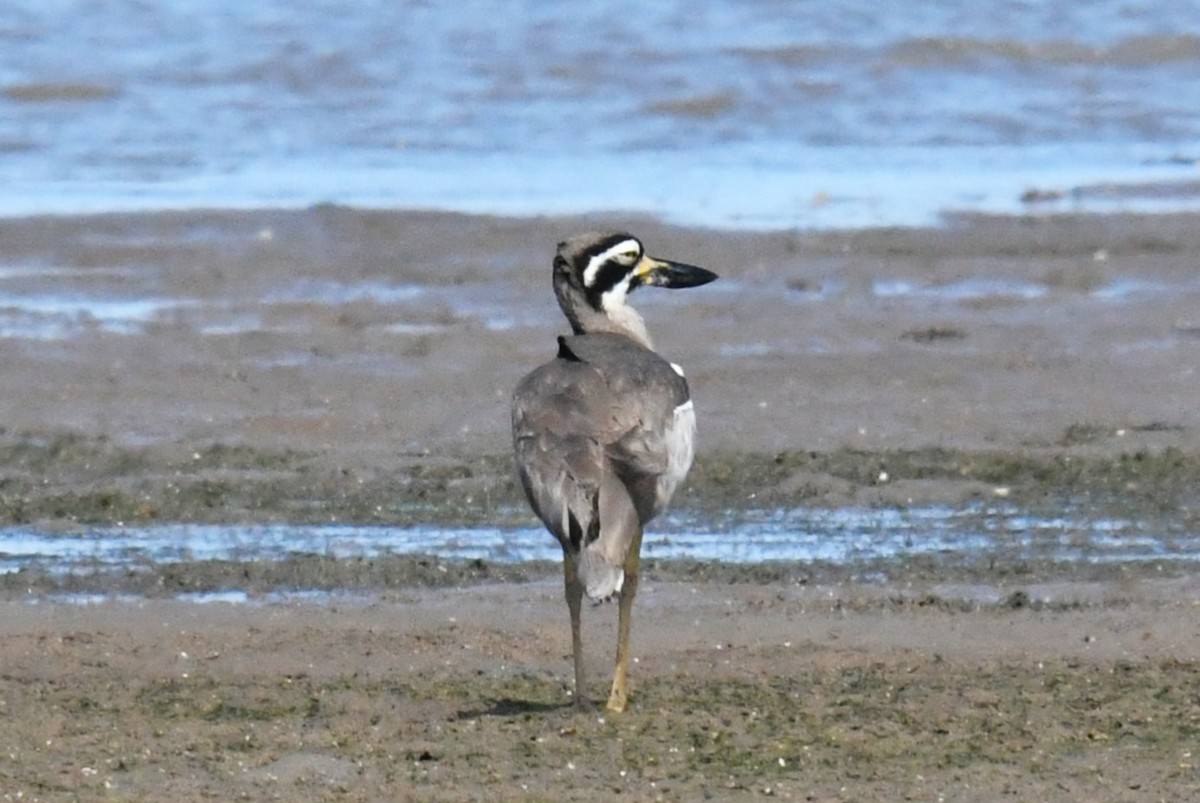 Beach Thick-knee - ML623423673