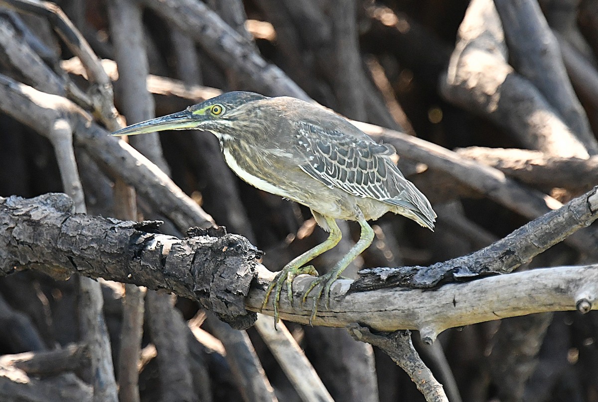 Great-billed Heron - ML623423696