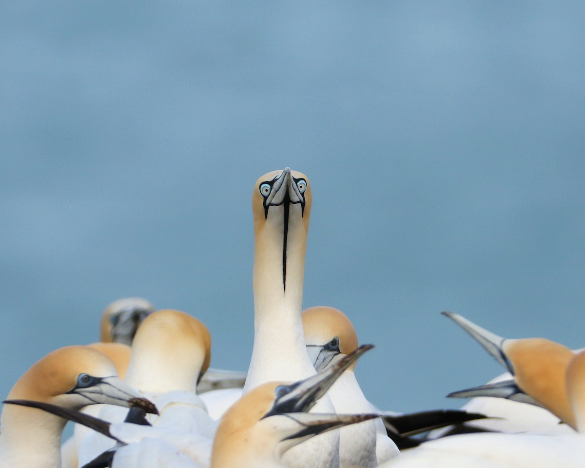 Cape Gannet - ML623423705