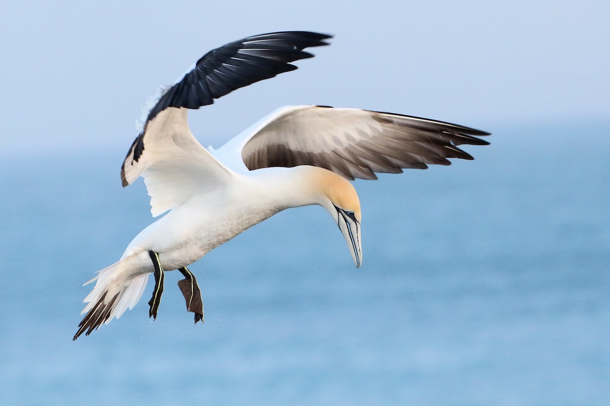 Australasian Gannet - ML623423706