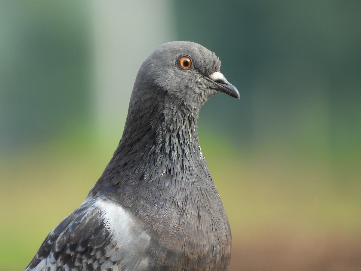 Rock Pigeon (Feral Pigeon) - ML623423715