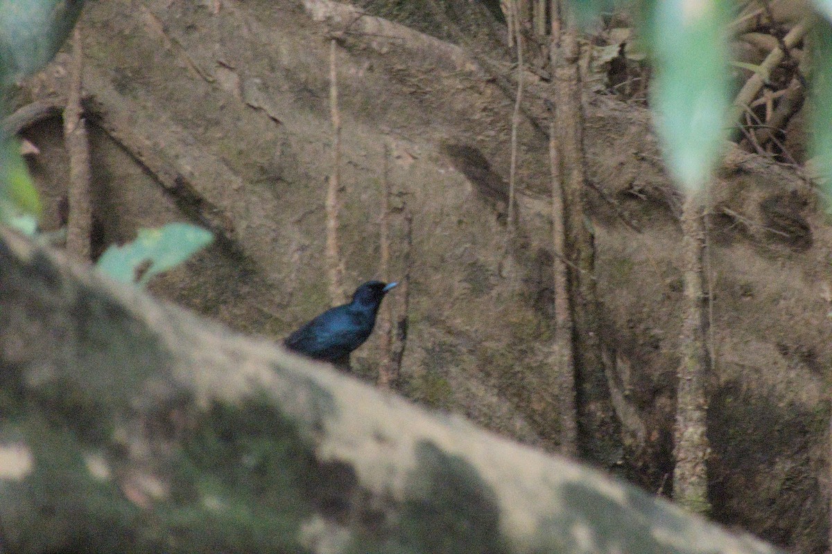 Shining Flycatcher - ML623423733