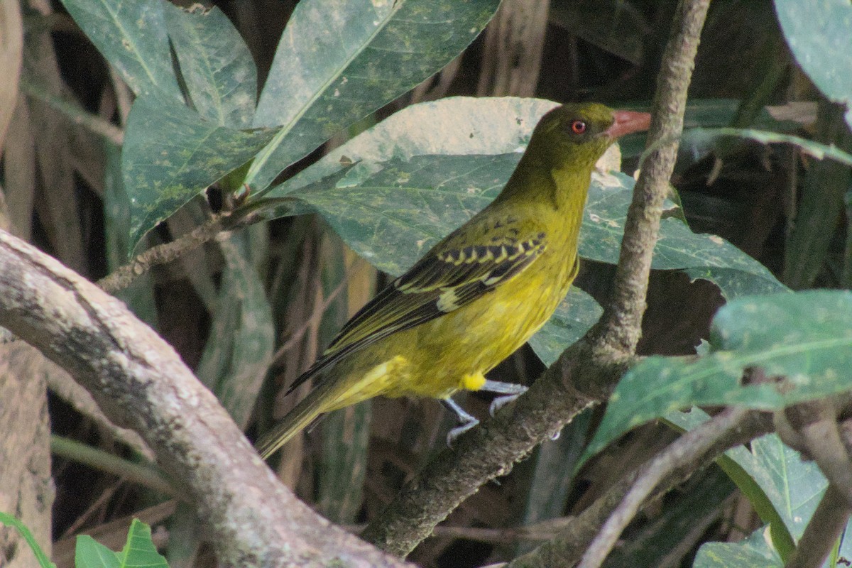 Green Oriole - ML623423736