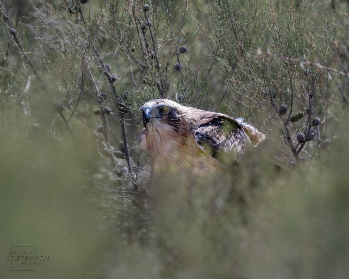 Little Eagle - ML623423802