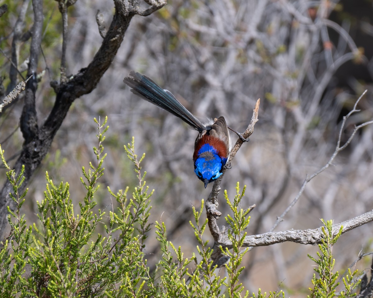 Purple-backed Fairywren - ML623423806