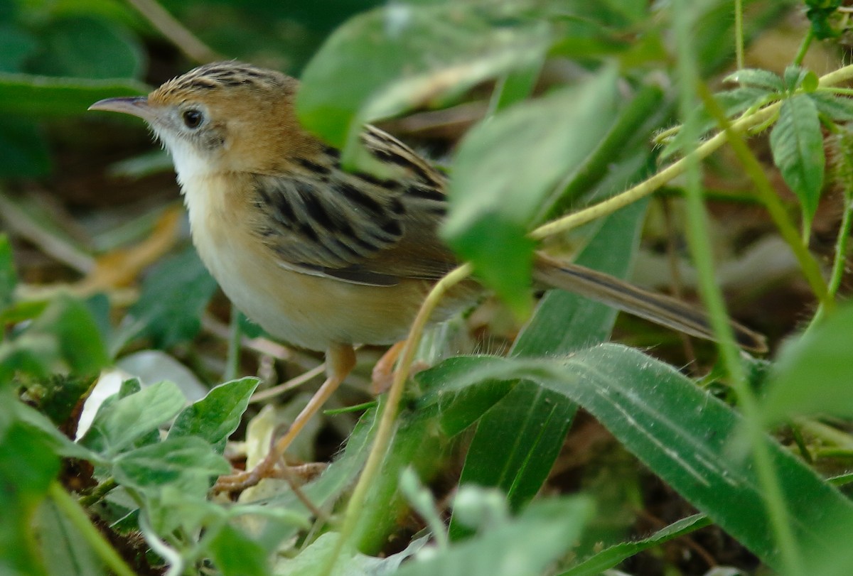 Golden-headed Cisticola - ML623423807