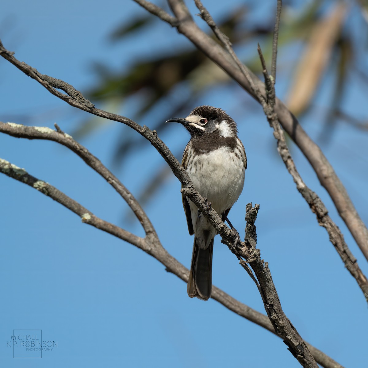 White-fronted Honeyeater - ML623423808