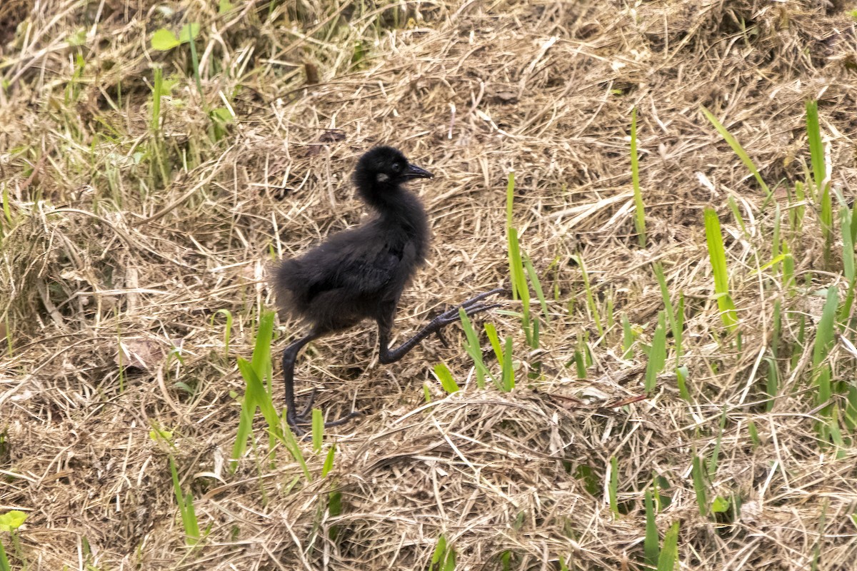 White-breasted Waterhen - ML623423817