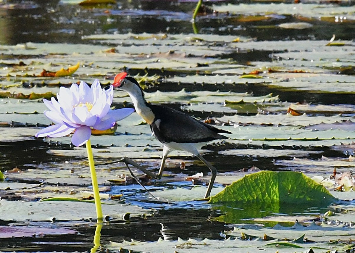 Comb-crested Jacana - ML623423823