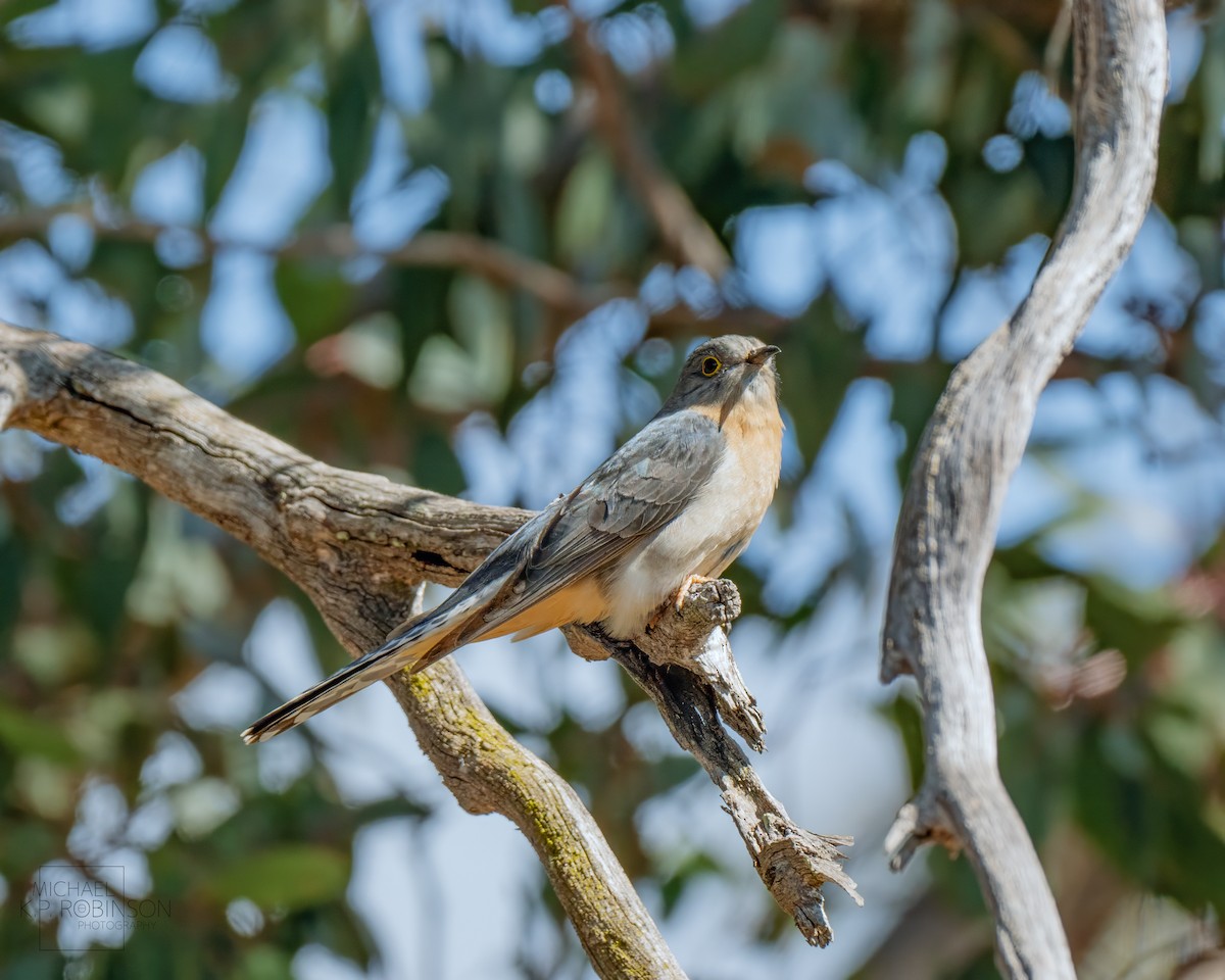 Fan-tailed Cuckoo - ML623423840