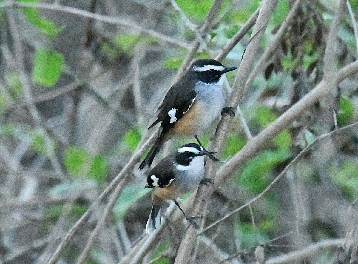 Buff-sided Robin - ML623423858