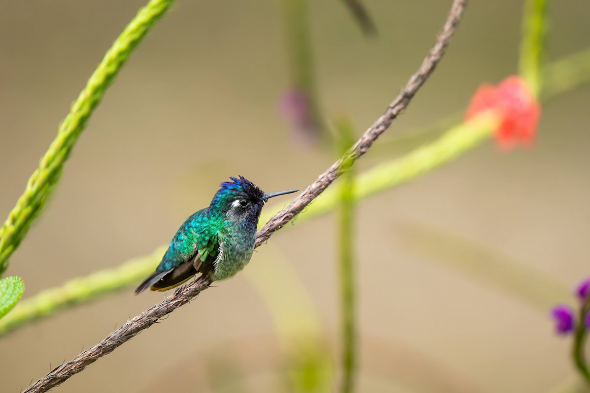 Colibrí Cabeciazul - ML623423875