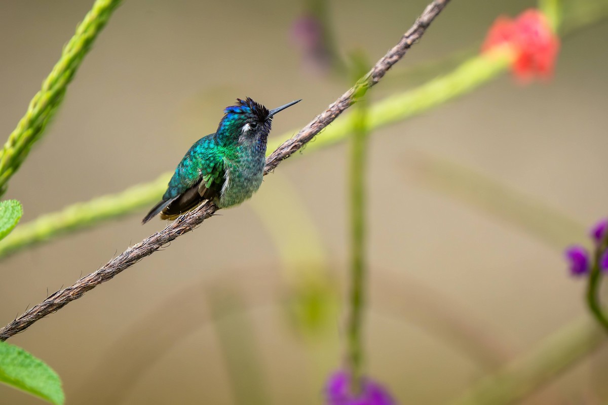 Colibrí Cabeciazul - ML623423876