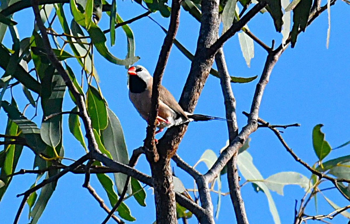 Long-tailed Finch - Ron Sawyer