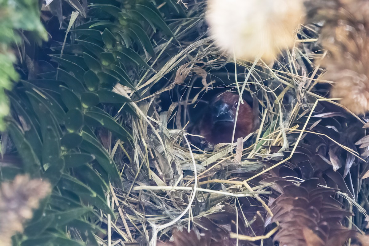 Scaly-breasted Munia - ML623423912